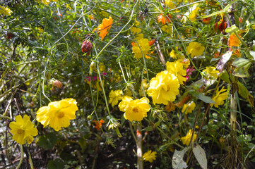 flowers blooming beautifully in the garden