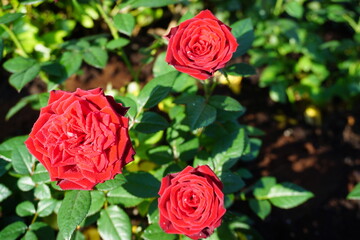 Rote Rosen im Garten bei Sonne im Frühling