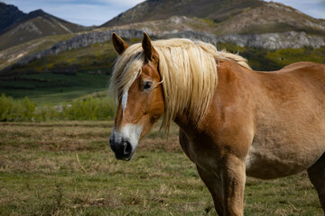 Naklejka na ściany i meble Beautiful specimen of a horse with blond manes and light brown fur in the mountains.
