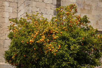 Fototapeta na wymiar Orange colored fruit with an acid taste.