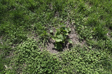Fototapeta premium Beautiful plants and grass on a soil