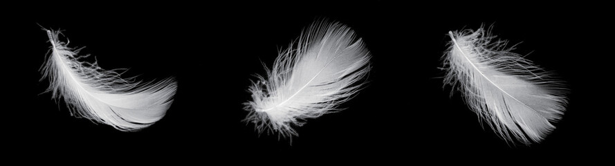 white feather of a goose on a black background