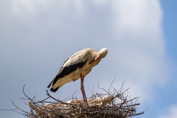 Stork nests in Cristian, Romania