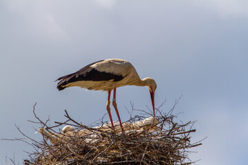 Stork nests in Cristian, Romania
