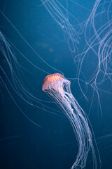 Chrysaora achlyos colorata or purple-striped jellyfish lives in water of coast of California