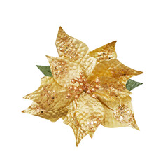 Golden Christmas flower Poinsettia isolated on white background