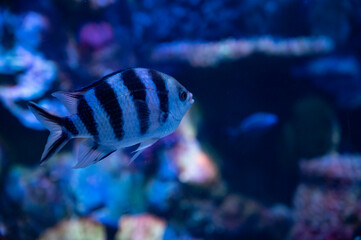 Fototapeta na wymiar Sea aquarium with salt water and differenet colorful coral reef fish