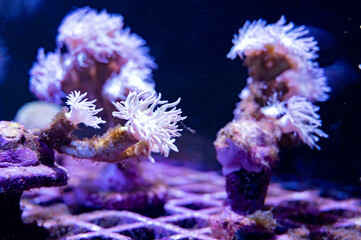 Fototapeta na wymiar Cultivation of different corals on underwater coral farm