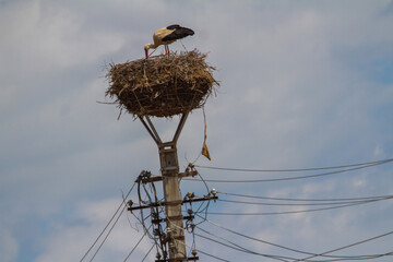 Stork nests in Cristian, Romania