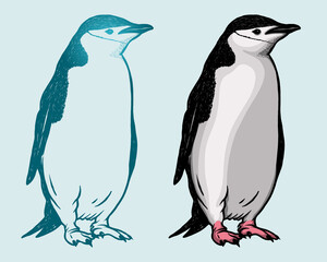 Penguin Vector illustration - Hand drawn