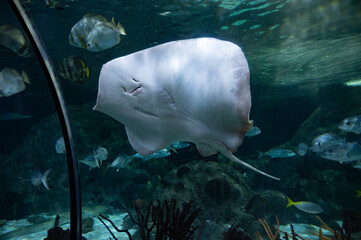 Sea aquarium with salt water and differenet colorful coral reef fish and Batoidea ray © barmalini