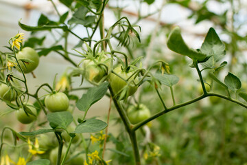 Green tomatoes ripening on the bush in a greenhouse of transparent polycarbonate