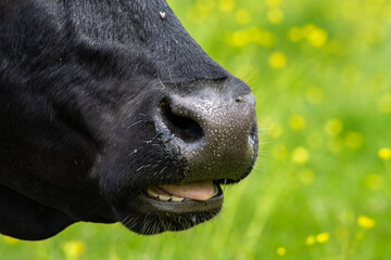 Krowa pasąca się na łące © Grzegorz