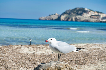 The Observant Seagull 