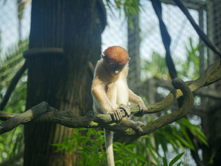 Proboscis Monkey : The proboscis monkey (Nasalis larvatus) or long-nosed monkey is an arboreal Old World monkey with an unusually large nose, a reddish-brown skin color and a long tail.
