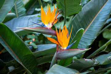 Blossom of Strelitzia reginae, colorful bird of paradise flowers in botanical garden