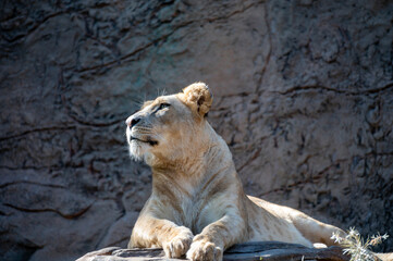 Fototapeta na wymiar Adult female lioness resting on sunlights after dinner
