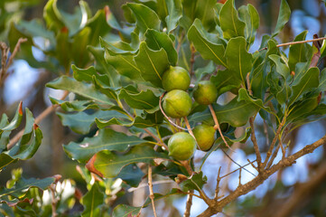 Hard green Australian macadamia nuts hanging on branches on big tree
