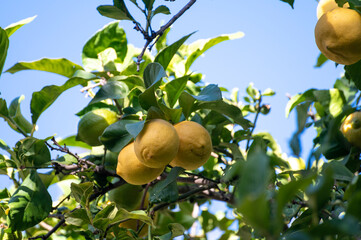 Ripe yellow lemons citrus fruits hanging on tree