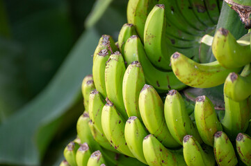 Banana trees plantation after volcano eruption on La Palma, Canary islands, Spain