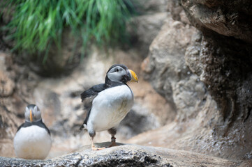 Common puffin or Fratercula arctica sea bird close up