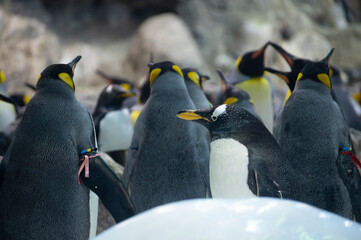Colony of gentoo and emperor penguins sea birds