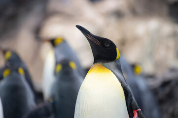 Colony of gentoo and emperor penguins sea birds