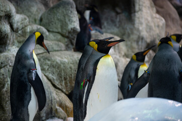 Colony of gentoo and emperor penguins sea birds