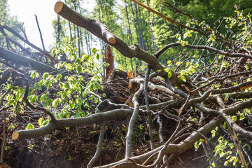 Fototapeta premium In the forest