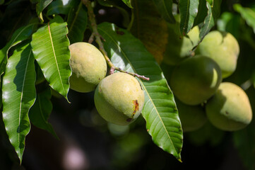 Green mangoes ripening on tree in sunny day on Tenerife