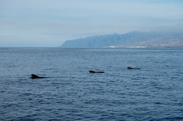 Whales watching from boat, spotted family of whales near coast of Tenerife, Canary islands, Spain