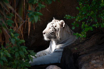 Adult white tiger resting in garden on sunlights