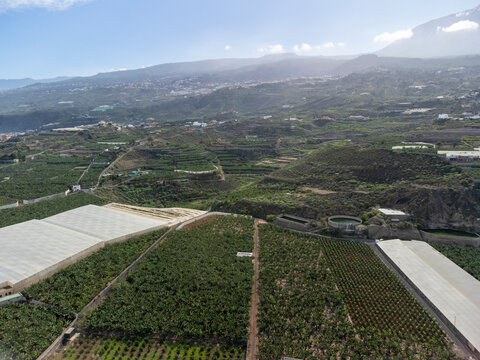 Aerial view banana tree plantation on Tenerife near Garachico, Canary islands, Spain
