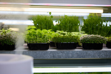 Thanks to the constant monitoring of humidity and temperature in the greenhouse, juicy and useful microgreens quickly grow. Automatic humidifier is placed on every rack shelf on the green farm