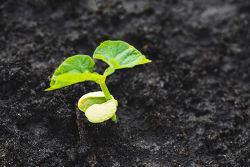 The seedlings grow from fertile soil and the morning sun shines. Ecology and ecological balance...