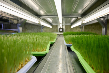 Close up one shelves on rack where wheat microgreens are grown in plastic containers under LED lamps. For cultivation of microgreens on shelves of farm, special lighting and microclimate are created