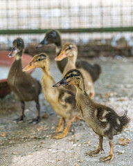 A group of Duckings on a stroll