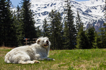 dog in the mountains
