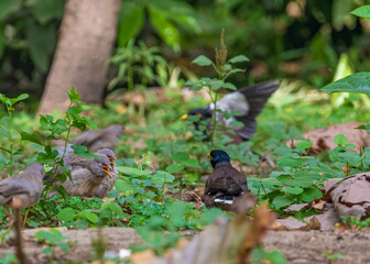 Obraz premium A fight between Jungle Babbler and Starlings