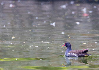 A Eurasian water hen in lake