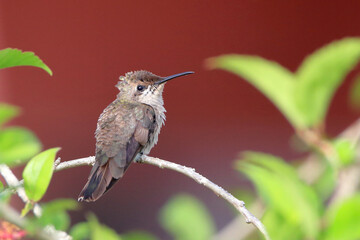female Ruby-topaz Hummingbird (Chrysolampis mosquitus) perched on a branch