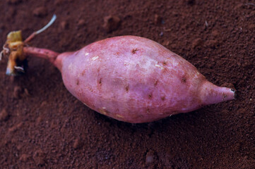 human, important, staple food, sweet potato,