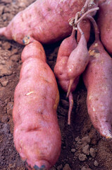 human, important, staple food, sweet potato,