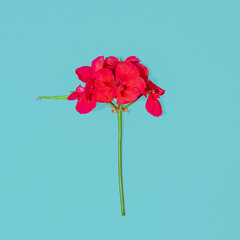 Red Geranium flower on cyan background