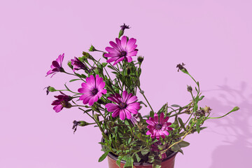 Purple African Daisy flowers in a pot