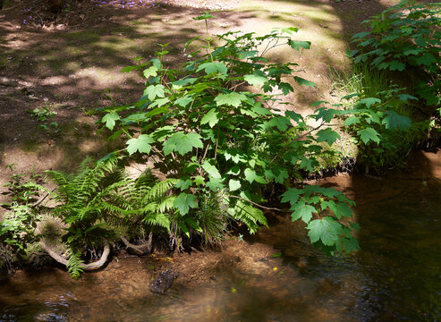 Woodland stream - Stock Image - C016/2344 - Science Photo Library