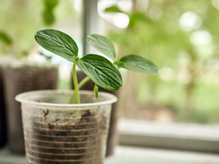 Growing cucumber seedlings at home.