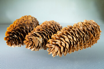 A branch of a spruce tree with a large long cone close-up.