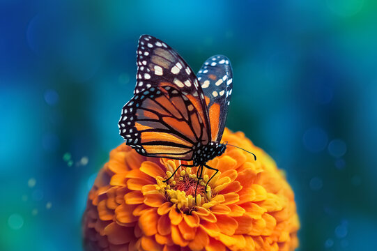 Monarch butterfly and orange flower in the summer garden.