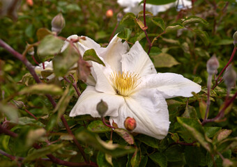 Isolated white Clematis flower on a bush